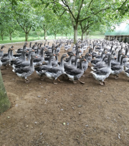 Réservez le Domaine d'Orion pour vos vacances, location modulable de 8 à 20 personnes, proche Sarlat.